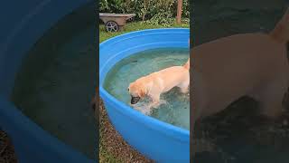 Muddy Dog Busted Playing In The Ditch [upl. by Krock120]