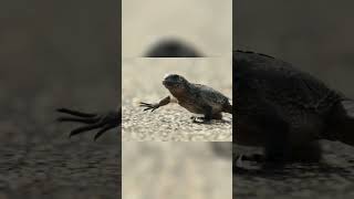 Incredible Iguana vs Racer Snake The Ultimate Showdown [upl. by Naujet951]