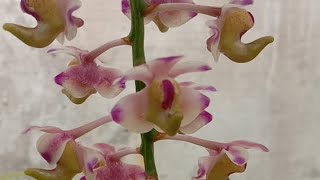 Wanginya Aerides inflexa [upl. by Porty563]