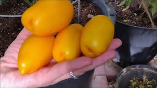 Tomato Tester Dwarf Banana ToesKiddo Choice [upl. by Repip670]