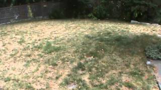 Lawn Aeration in Bellevue Washington [upl. by Ahsened303]