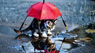 Rainy Day Serenity  Heartfelt Moments of Cats and Kittens Sheltered  Safe in the Rain [upl. by Eleahcim]