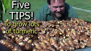 5 Tips How to Grow a Ton of Turmeric in Just 3 Square Feet Garden Bed [upl. by Aniad]