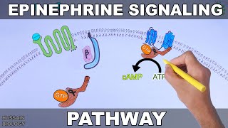 Epinephrine Signaling Pathway [upl. by Xyno535]