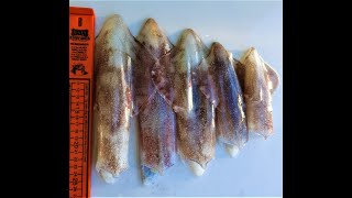 SQUID FISHING ON SOFT PLASTICS BRIBIE ISLAND [upl. by Schuyler337]