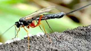 Огромная оса наездник Эфиальтимператор Parasitic wasp [upl. by Namara]