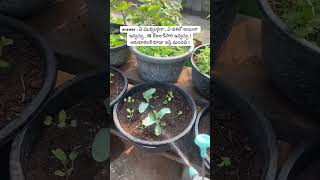 Epsom salt ye మొక్కలకి  gardeningvideos OrganicPrabha [upl. by Novert]