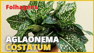 AGLAONEMA COSTATUM  Uma planta de folhagem linda Aprenda a cultivála 🪴🥰 [upl. by Carrie]