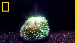 Restoring Floridas Dying Coral Reefs  Refurbished  Insider [upl. by Lamarre]