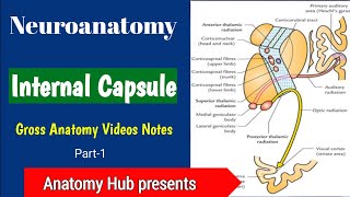 Neuroanatomy  Internal Capsule  Part1 AnatomyHub [upl. by Ahterahs587]