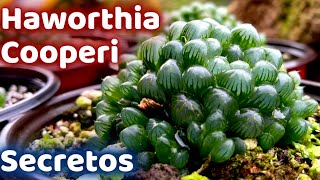 Por Estas Razones Tu HAWORTHIA COOPERI Muere [upl. by Ewan]