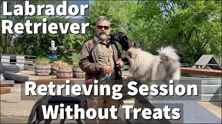 Labrador Retriever Puppy Training  Retrieving Session Without Treats [upl. by Airdnat]