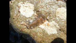 Marine Flatworm Hylocelis californica Malibu [upl. by Linsk279]