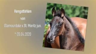 HF Glamourdale x St Moritz [upl. by Arodoet]