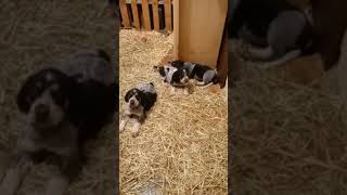 bluetick coonhound puppies at 6 weeks old [upl. by Drucilla284]