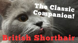 The Classic Companion The British Shorthair’s Timeless Charm [upl. by Yrogreg404]