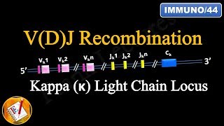 VDJ Recombination PART 1  Ig Light chain locus FLImmuno44 [upl. by Eilrak600]