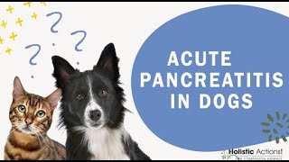 FAQ What causes acute pancreatitis in dogs [upl. by Platus]