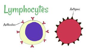 Cell Defence Lymphocytes and Phagocytes [upl. by Ahcilef]