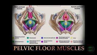 KEGELS  Pelvic Floor Muscles  Automated Workout Frequency [upl. by Greer36]