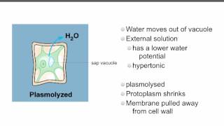 AS level D3 osmosis and cells Ms Cooper [upl. by Ailes634]