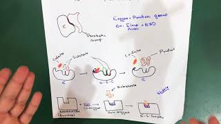 Coenzyme  Prosthetic Group  Cofactor  Enzyme Part 2 Biochemistry [upl. by Ennaj210]