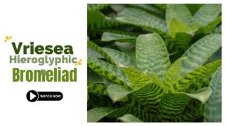 Vriesea Hieroglyphica Bromeliad  King of Bromeliads  TinyLeaf [upl. by Blisse]