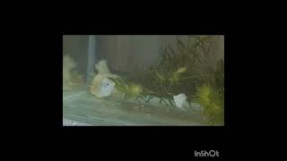 Ballon molly breeding time aquarium guppy mollyfish aquariumfish [upl. by Meadow]