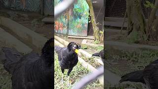 Black curassow Bird in Alipur zoo alipurzoo trending ytshorts [upl. by Aiam680]