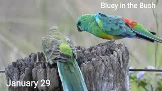 Red rumped parrot bluey in the Bush [upl. by Leik]