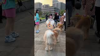 Petthemed parade at Xuhui waterfront [upl. by Annaeel]