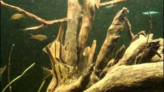 Amazon Biotope Aquarium [upl. by Hanover]