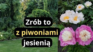 Co należy zrobić z piwoniami przed zimą niezbędne zabiegi na bujne kwitnienie i duże kwiaty piwonii [upl. by Johannah51]