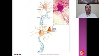 10 Nerve Tissue amp the Nervous System Part 1 [upl. by Vikki716]