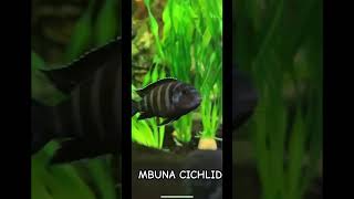 MBUNA cichlid community Fishtank fyfyp africancichlid mbuna aquariumhobby prettyfish fishtank [upl. by Nivanod]