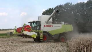 Claas Lexion 570 beim Raps dreschen [upl. by Naitsabas]