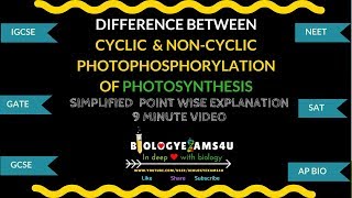 Difference between Cyclic and Non cyclic Photophosphorylation of Light reaction of Photosynthesis [upl. by Kalvn]