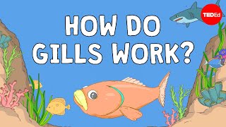 Why fish are better at breathing than you are  Dan Kwartler [upl. by Peggie]