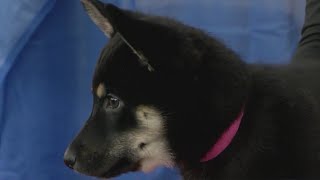 Animal Humane PetSmart Charities work sidebyside for adoption event [upl. by Biernat]