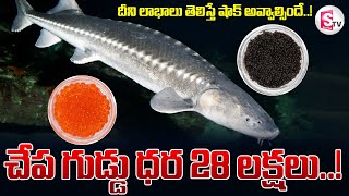 చేప గుడ్డు ధర 28 లక్షలు దీని లాభాలు తెలిస్తే షాక్ అవ్వాల్సిందే  Caviar Fish Eggs [upl. by Durante617]