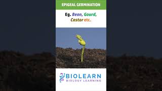 EPIGEAL GERMINATION  TYPES OF GERMINATION  BioLearn [upl. by Gene218]