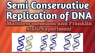 DNA Replication is Semi Conservative Messelson and Stahl experiment [upl. by Griseldis]