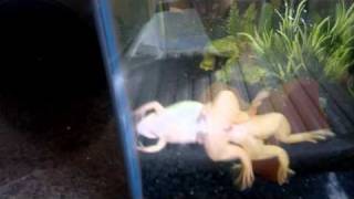 Amplexus of Albino African Clawed Frogs [upl. by Harod]