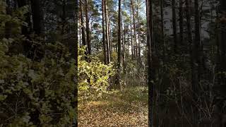 Heavy Wind Autumn Pine Forest nature [upl. by Daveta464]