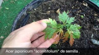 Acer japonicum mayo 2015 Vitifolium y maiku jaku [upl. by Welch]