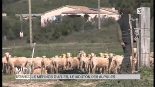 ANIMAUX  Le Mérinos dArles le mouton des Alpilles [upl. by Ardussi77]