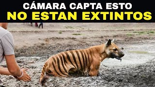 Animales Extintos Captados En Cámara En 2024 [upl. by Isaac398]