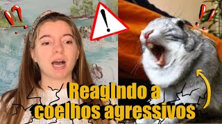 REAGINDO A VÍDEOS DE COELHOS AGRESSIVOS [upl. by Nolahc]