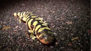 Metamorphosis Amphibian Nature Documentary [upl. by Onileva]