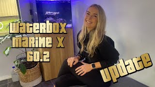 Waterbox Marine x 602 Full tank update [upl. by Cleodell]